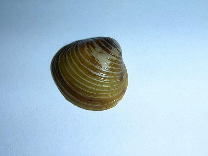 Corbicula fluminea